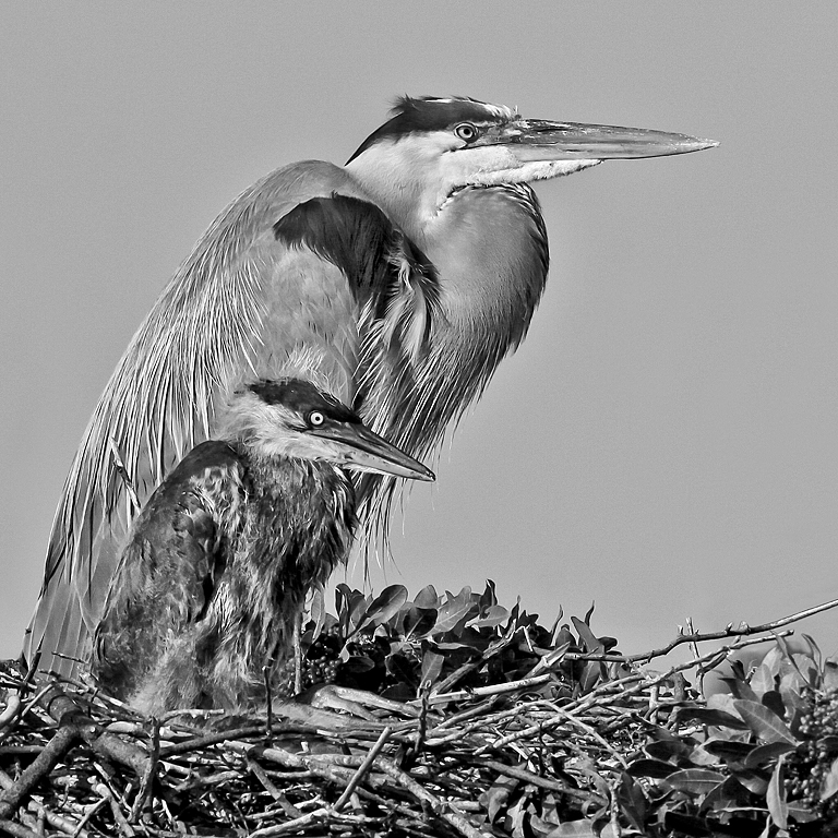 Marco Island 2012 5670 (BW)(Mother & Child Herons)   P O'Malley